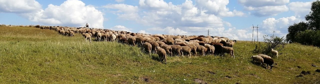 Бараны на Курбан в Уфе Бараны на Курбан